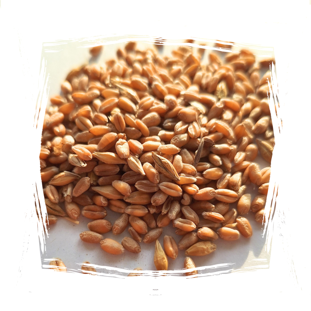 Wheat / Пшеница